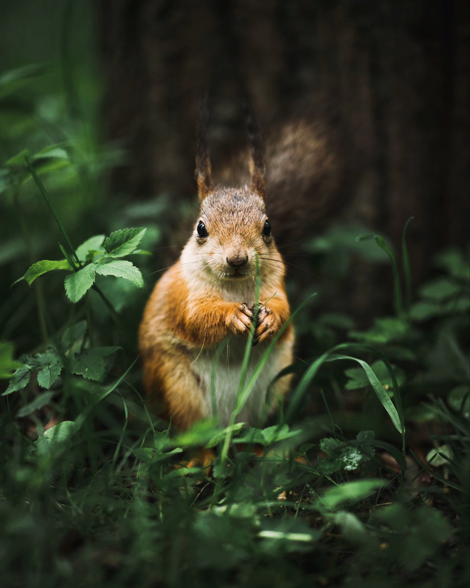 ZARAMIAAVA's tweet photo. The Wildlife Trust is encouraging us to get closer to nature this month. 30 Days Wild is the UK’s biggest nature challenge. You’re invited to sign up and try one “random act of wildness” every day. 
https://t.co/nRQNkBfSZS

#30DaysWild #WildlifeTrust #Nature #GetOutside https://t.co/jE2EQLTU55