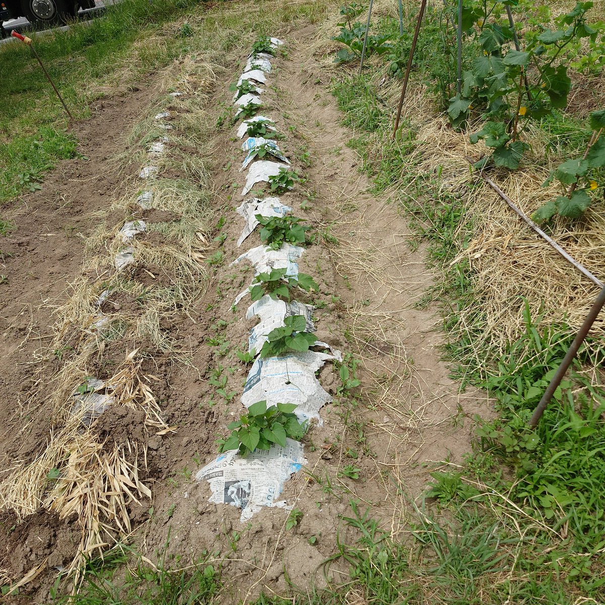 mame_jack_88's tweet photo. #家庭菜園
愛知県西三河地方
個人的には待望の☔
台風は影響出るかな🤔⁉️

苗達も活着して☔🌀を
迎え撃ちます🌱🍀🌿

被害が出ませんように🙏💦 https://t.co/AuFAdviRJl