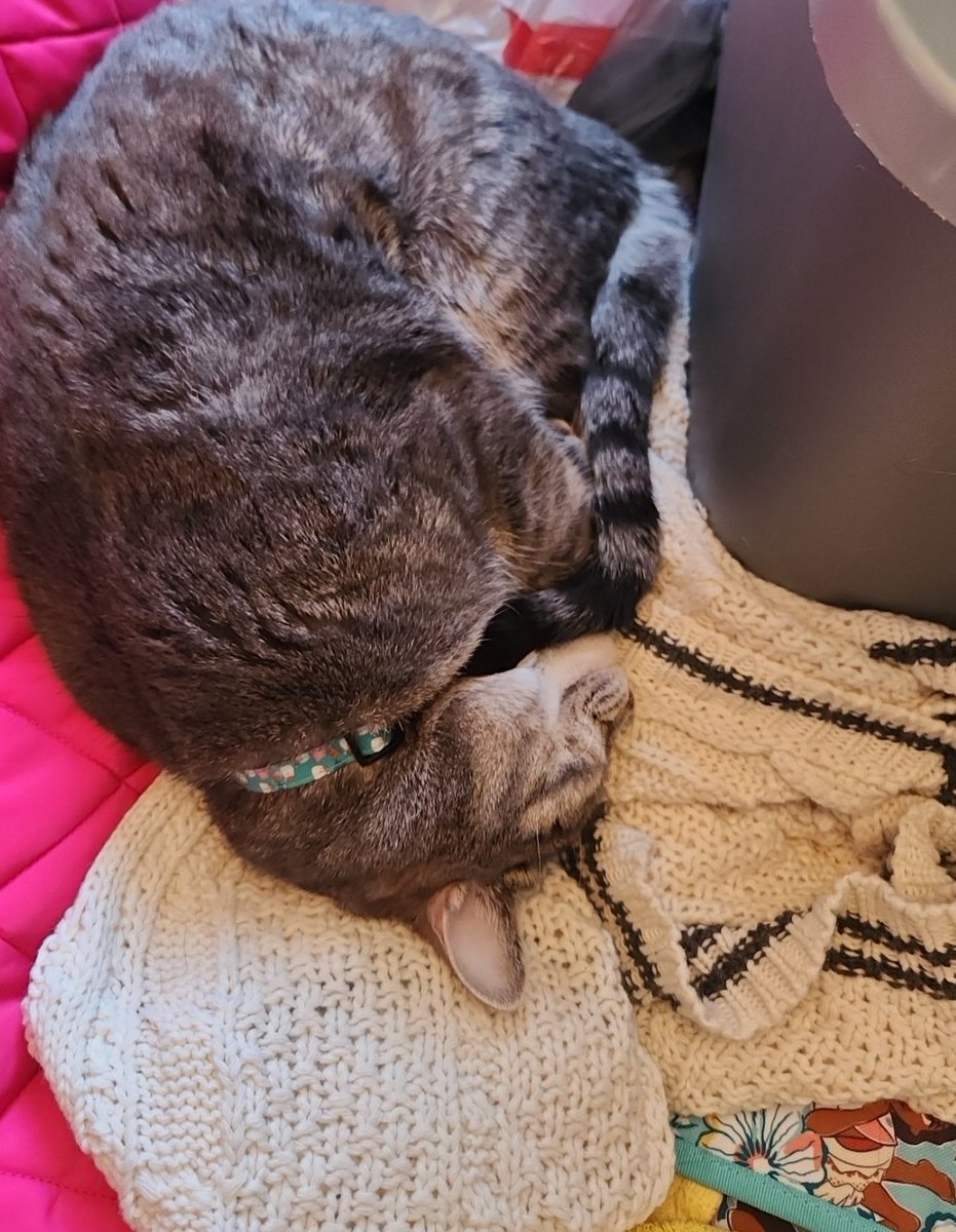 Emily_Phillips9's tweet photo. @taylornation13 @toystory @Pixar Buzz and Betty can't wait for their mom's two favorites to come together!! 🐈🐈‍⬛️ https://t.co/O21OOizTwO