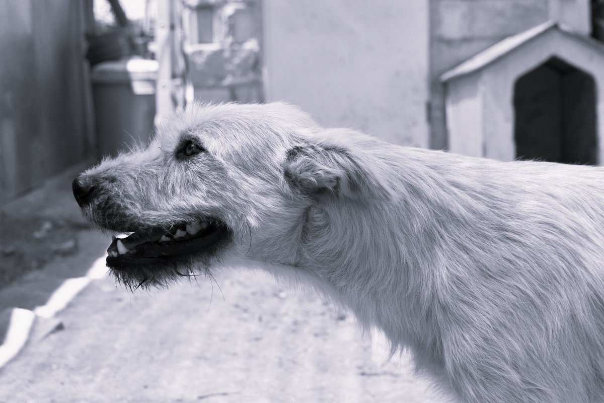 Ref_ElsAngels's tweet photo. 🧡 Ringo en adopción
📍 Sueca, València
De tamaño grande, juguetón y curioso 🐶✨. Sociable y activo, espera una familia que le dé la estabilidad que merece. 🏡💫

📌 Protocolo: https://t.co/bGY5yKbfjF
📲 WhatsApp 621260314 https://t.co/G5cLGRwLB7