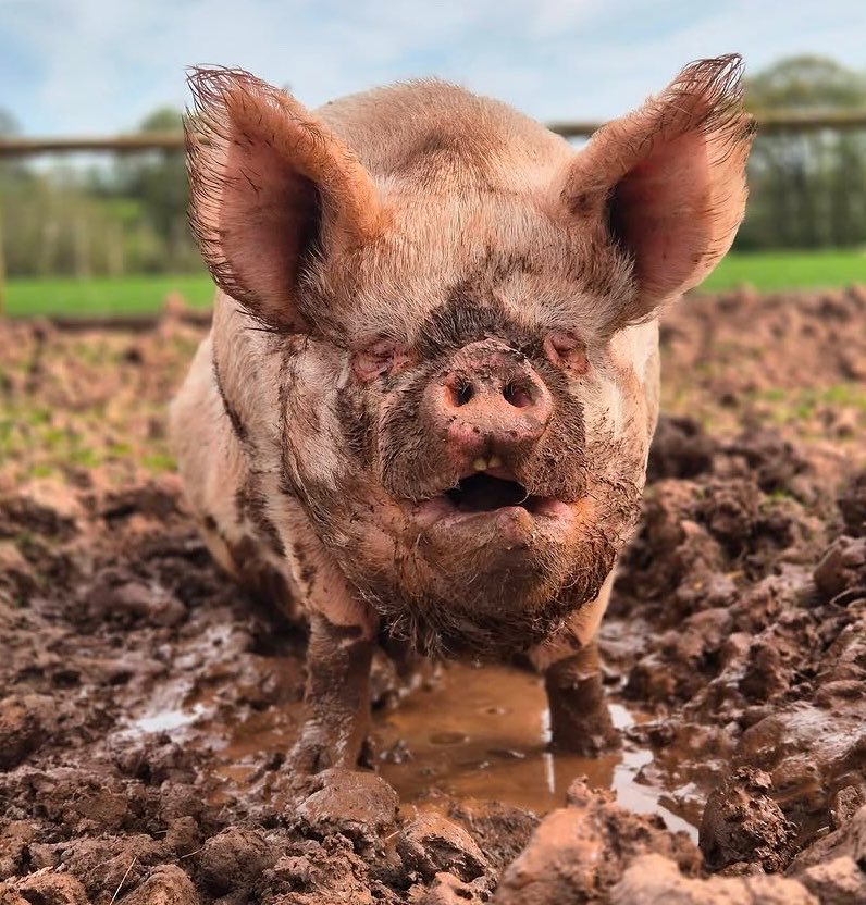 Pigofthe's tweet photo. 📅 1st June 2026
🏷️ Instagram/goodheartanimalsanctuaries
💕 #animaloftheday https://t.co/KLrwlJ6Xhw