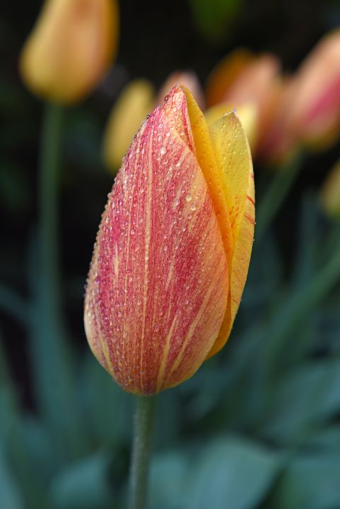 OnlyTheBiff's tweet photo. Art of the Day! "Tulip in the Rain". Buy at: https://t.co/QrPzXYmIkf https://t.co/slujtaVkKL