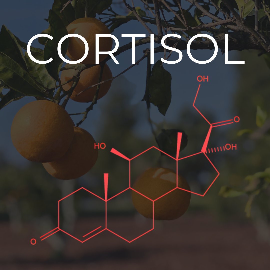 lowmegatron's tweet photo. In people with diabetes, higher waking cortisol, more total daily cortisol, and a flatter decline slope from the waking peak all tracked with rising fasting blood sugar over a 6-year period.

“In healthy people, cortisol fluctuates naturally throughout the day, spiking in the morning and falling at night,” said Dr. Joshua J. Joseph, an endocrinologist and researcher at The Ohio State Wexner Medical Center’s Diabetes and Metabolism Research Center who led the study.  “But in participants with type 2 diabetes, cortisol profiles that were flatter throughout the day, had higher glucose levels.”

“These results suggest a detrimental role of cortisol contributing to glycemia among individuals with diabetes.” ¹

Blocking the glucocorticoid receptor reduces blood glucose and insulin in obese, diabetic mice. The glucocorticoid receptor is activated by cortisol in humans.

“Glucocorticoid antagonism ameliorates (lessens) diabetic symptoms of the mature ob/ob mouse...” ²

The same glucocorticoid receptor blocker lowers blood sugar in people with Cushing’s syndrome, a clinical state caused by prolonged exposure to high glucocorticoid levels (often it’s cortisol).

[After treatment to block the glucocorticoid receptor] “In the cushing’s associated with type 2 diabetes/impaired glucose tolerance patients, (lower total cortisol) was seen in 60% of patients. HbA1c decreased from 7.4 to 6.2; fasting plasma glucose decreased from 149 to 104...  Insulin resistance, depression, cognition, and quality of life also improved.” ³

You can cause insulin resistance and hyperglycemia in mice using only corticosterone, which is the mouse equivalent of cortisol.

“Steroid-induced (they mean glucocorticoid) diabetes is the most common form of drug-induced hyperglycemia. Therefore, metabolic and immunological alterations associated with chronic oral corticosterone were investigated using male nonobese diabetic mice. Three weeks after corticosterone delivery, there was reduced sensitivity to insulin action measured by insulin tolerance test. Body composition measurements revealed increased fat mass and decreased lean mass. Overt hyperglycemia (>250 mg/dL) manifested 6 weeks after the start of glucocorticoid administration, whereas 100% of the mice receiving the vehicle control remained normoglycemic. This phenotype was fully reversed during the washout phase and readily reproducible across institutions... Moreover, glycogen synthase expression was greatly enhanced, consistent with elevations in muscle glycogen storage in mice receiving corticosterone. (That is high blood sugar where sugar is made in the liver.) Corticosterone-induced hyperglycemia, insulin resistance, and changes in muscle gene expression were all reversed by the end of the washout phase, indicating that the metabolic alterations were not permanent.” ⁴

 People with blood sugar issues and type 2 diabetes often have nutrient deficiencies that elevate cortisol. Magnesium, vitamin K, vitamin D, and potassium can help. 

The well-known antidiabetic effects of coffee are partly due to its local anti-cortisol action. 

Common dietary strategies to lose weight, which work well in the short term, tend to increase cortisol and other hormones that interfere with glucose oxidation in the long term: fasting, limiting meal times, and anything said to “increase fat burning” will do it. 

Things that increase fat burning usually increase fat creation (lipogenesis) and lower the metabolic rate in the long term. Those last two are the ones you need to work on for long-term optimal weight loss and optimal blood sugar regulation.

Hypothyroidism drives up cortisol, which interferes with thyroid hormone conversion, which in turn interferes with blood sugar regulation, increases lipogenesis, and slows the metabolic rate.