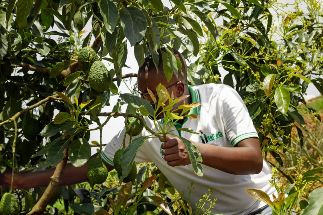 HoReCo_Rw's tweet photo. A shining example of the Kwihaza Project's impact in @RwamaganaDistr!

This 20-are HoReCo avocado demonstration plot, owned by farmer KAYIRANGWA Beathée, showcases how Good Agricultural Practices (GAP) can enhance productivity, improve fruit quality, and strengthen orchard management. The site also serves as a practical training hub where farmers gain hands-on skills in post-harvest handling, helping to reduce losses, meet market standards, and increase their incomes.
We sincerely appreciate the support of @RwandAgriExport , whose partnership has been instrumental in the successful implementation of the Kwihaza Project. Through this collaboration, farmers are being empowered to improve avocado production, strengthen resilience, and access greater market opportunities within Rwanda’s growing horticulture sector. 

Photo Credit : NAEB