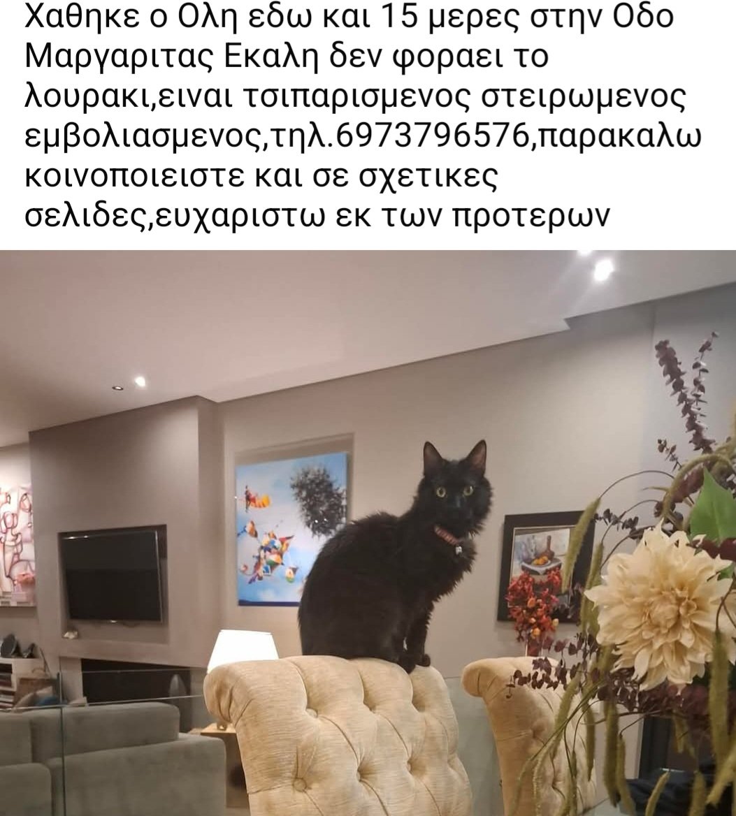 KatKatPt's tweet photo. 🆘️🆘️🆘️
Εκάλη 
Αγνοείται ο Όλη εδώ κ 15 μέρες απο την οδό Μαργαρίτας
Δν φοράει λουράκι,τσιπαρισμενος κ στειρωμενος 
Για οποιαδήποτε πληροφορία καλέστε άμεσα στο τηλ 
Rt 🙏 🙏 🙏 https://t.co/TofqtZrIMB