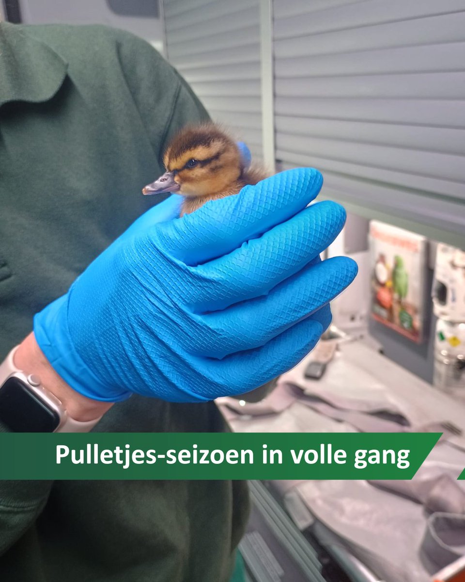 DierenAmsterdam's tweet photo. Het is weer voorjaar, en dat betekent veel jonge gans- en eendenkuikens. Zie je pulletjes alleen rondscharrelen? Bel ons dan even voordat je ingrijpt. Vaak is moeder in de buurt en is even afwachten het beste. Maar soms is hulp wél nodig! https://t.co/zkf4lvoH2Y