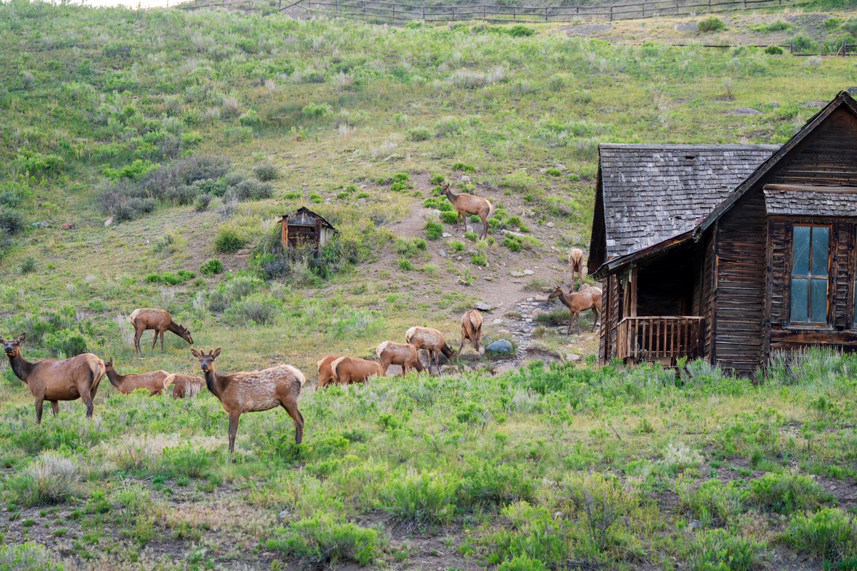VisitTelluride's tweet photo. Home, home on the range 🏔️

📸: Palma Caruso https://t.co/qrD2KUC8Y6