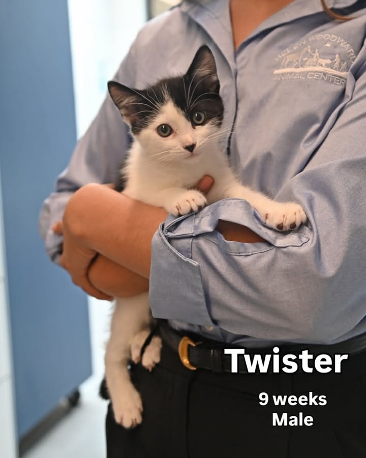 HWAC's tweet photo. Happy Monday!💙 Meet some of our cute feline friends who are looking for their forever homes! 

Stop by today to meet them! We are open from 12-6pm today! 😻 https://t.co/9YaS5LYgMO