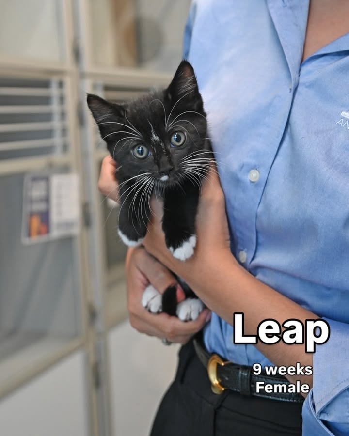 HWAC's tweet photo. Happy Monday!💙 Meet some of our cute feline friends who are looking for their forever homes! 

Stop by today to meet them! We are open from 12-6pm today! 😻 https://t.co/9YaS5LYgMO