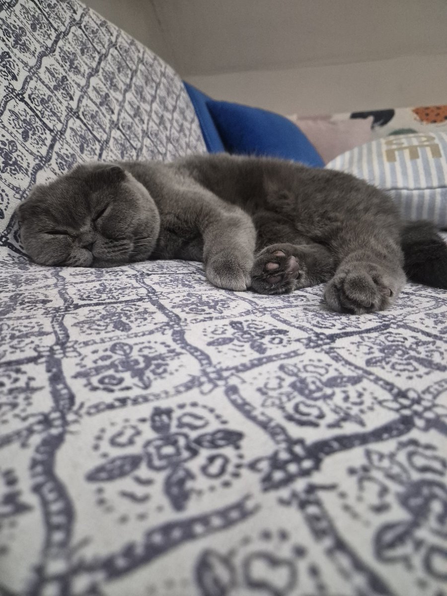 ZeyneppAltn1's tweet photo. Gün içinde yaptığı tek şey bulduğu her yerde uyumak https://t.co/VJ791Nfpy1