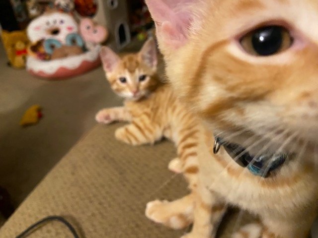 OdieOrville's tweet photo. I (Hank) took my first selfie today! 📸
How'd I do? 

Naturally, Toby insisted on being in the picture too. Brothers. 🙄 https://t.co/2PDjEbZgjv