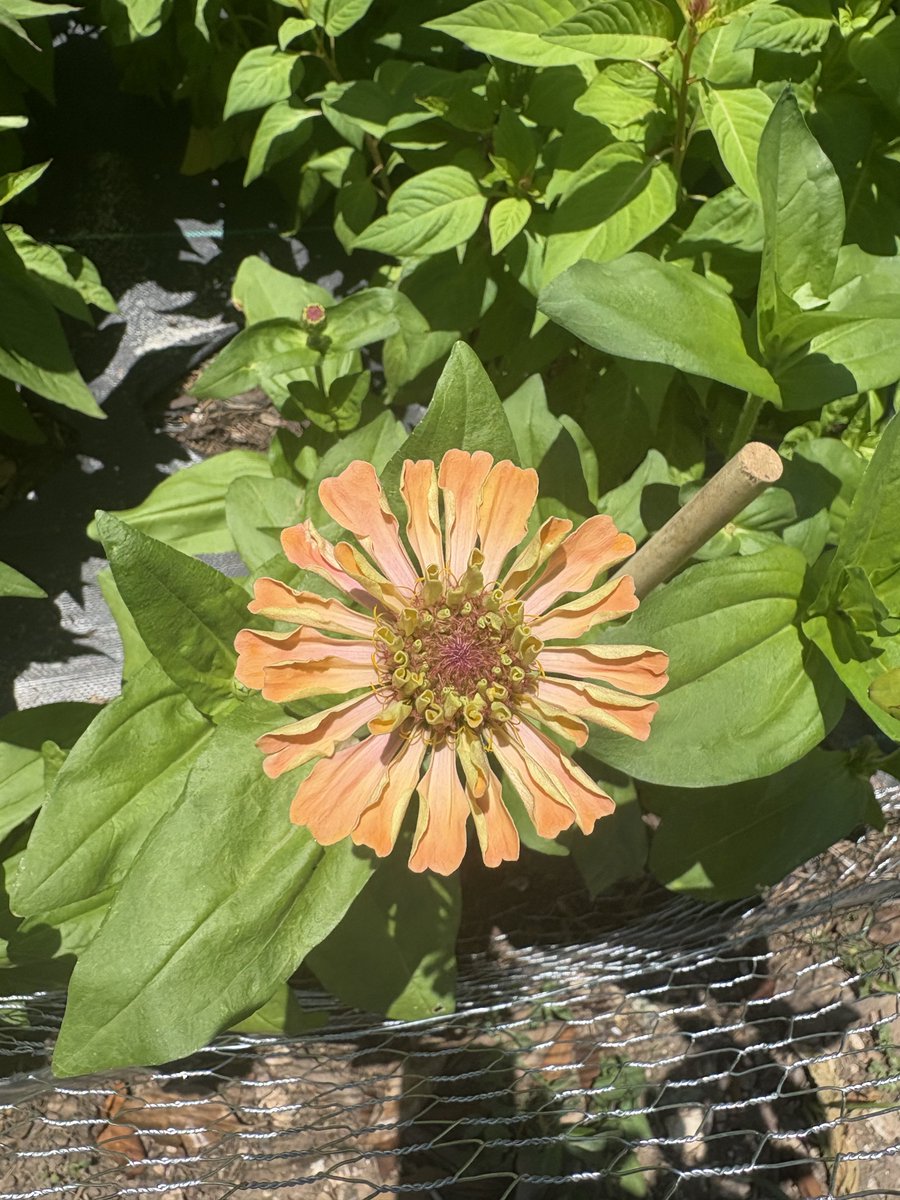 judaidone's tweet photo. I bought Zinnia Agave from Johnny’s and have been counting the days until the flowers bloomed…  

So far, I’m beyond underwhelmed 😔 https://t.co/jPvj4CvHrJ