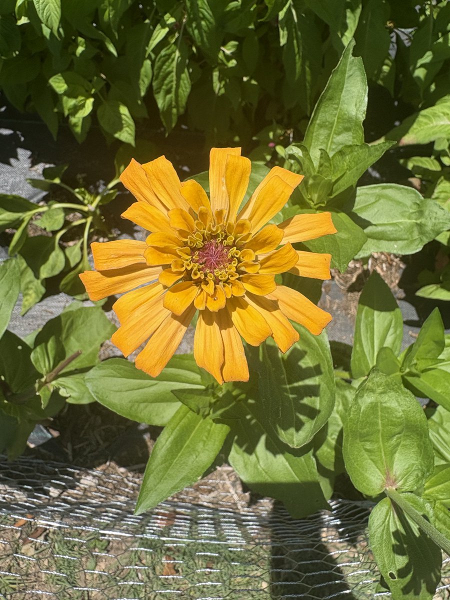 judaidone's tweet photo. I bought Zinnia Agave from Johnny’s and have been counting the days until the flowers bloomed…  

So far, I’m beyond underwhelmed 😔 https://t.co/jPvj4CvHrJ