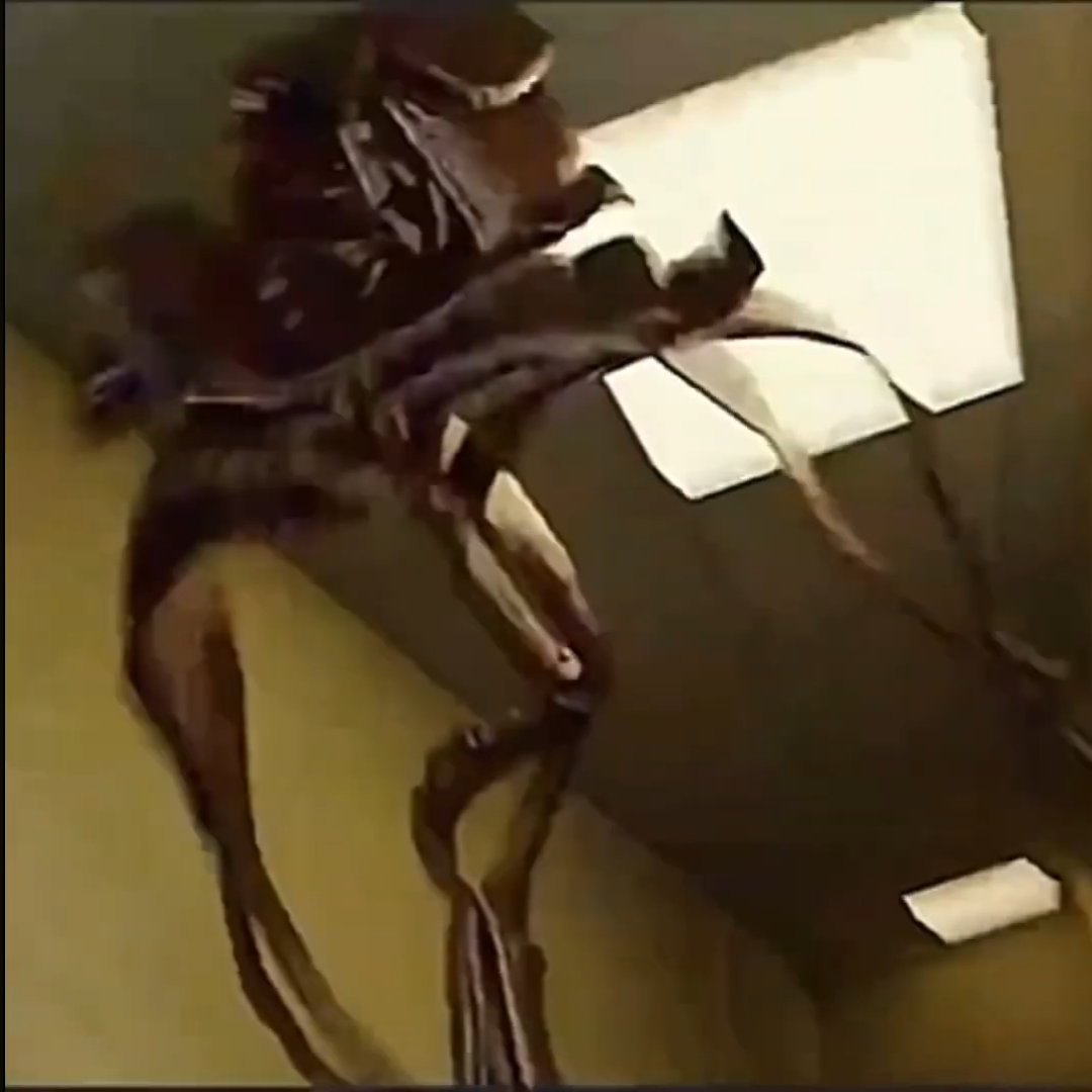 ミSpinoAxolotl彡 tweet media