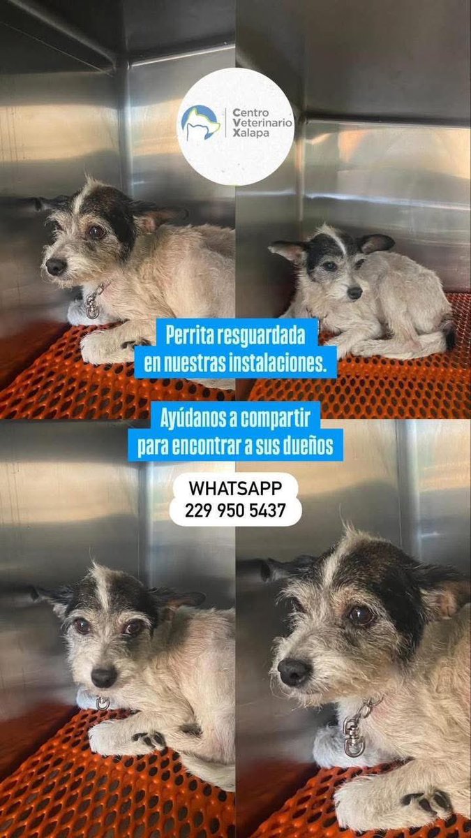 angiemaycolunga's tweet photo. 🐶 #Xalapa 
@mageba04 @Corintiacruz @VialidadXalapa @AbelMucino @tierraverde1943 @pilykuera @CECILLIA36 @sara_juarez @Ydlan @fherciencias @camellinlove @ArrezEdda @penelopemoncayo @Pechmed @mayteponm @gabyhvictoria @JavierLandaMx @marinavera100 @PopColorsXal @rociosaiz #Coatepec https://t.co/M1oOTbkhKb