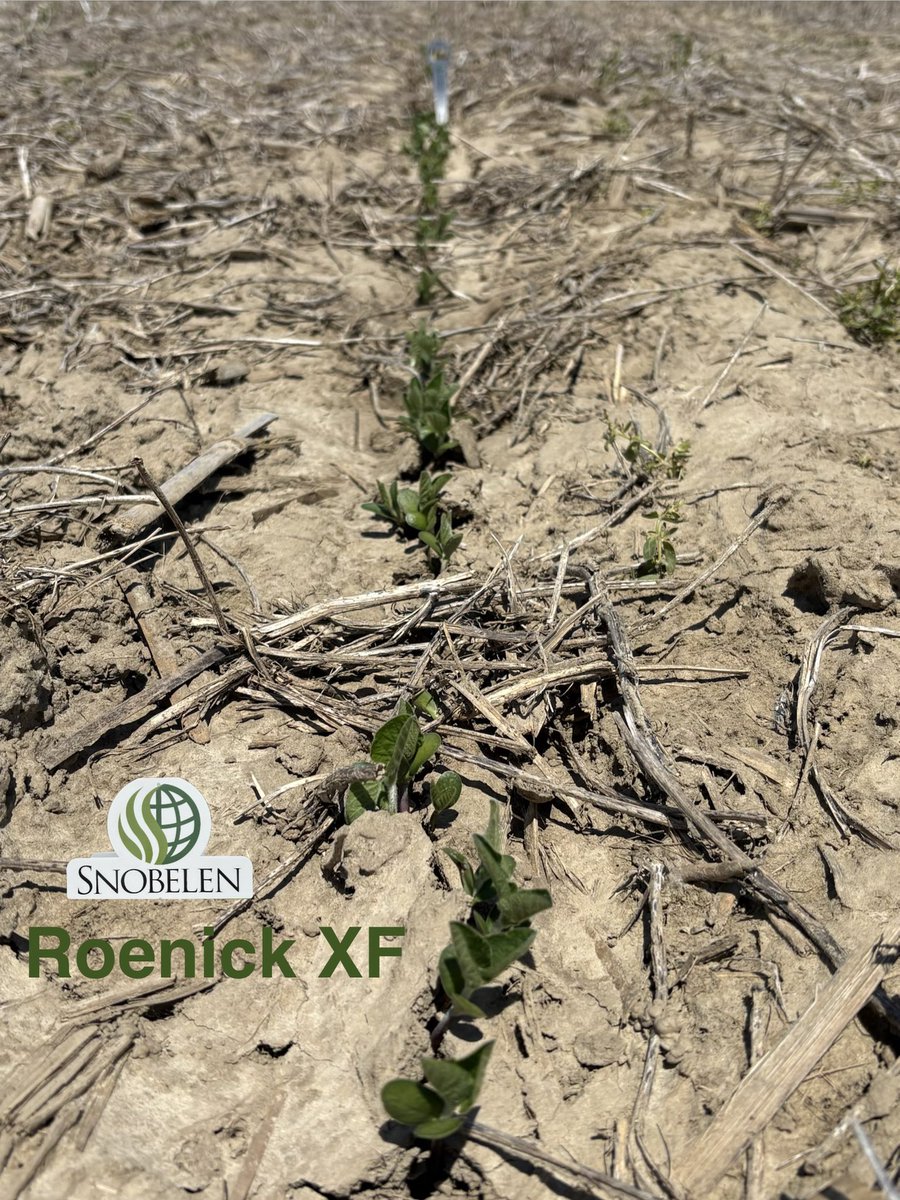 RyanSnobelen's tweet photo. 2 of the best early emergers out there, may 18th planted Roenick XF and Haley XF off to to a good start at home south of Thamesville. 😎🌱 https://t.co/mJbMnI8ut1