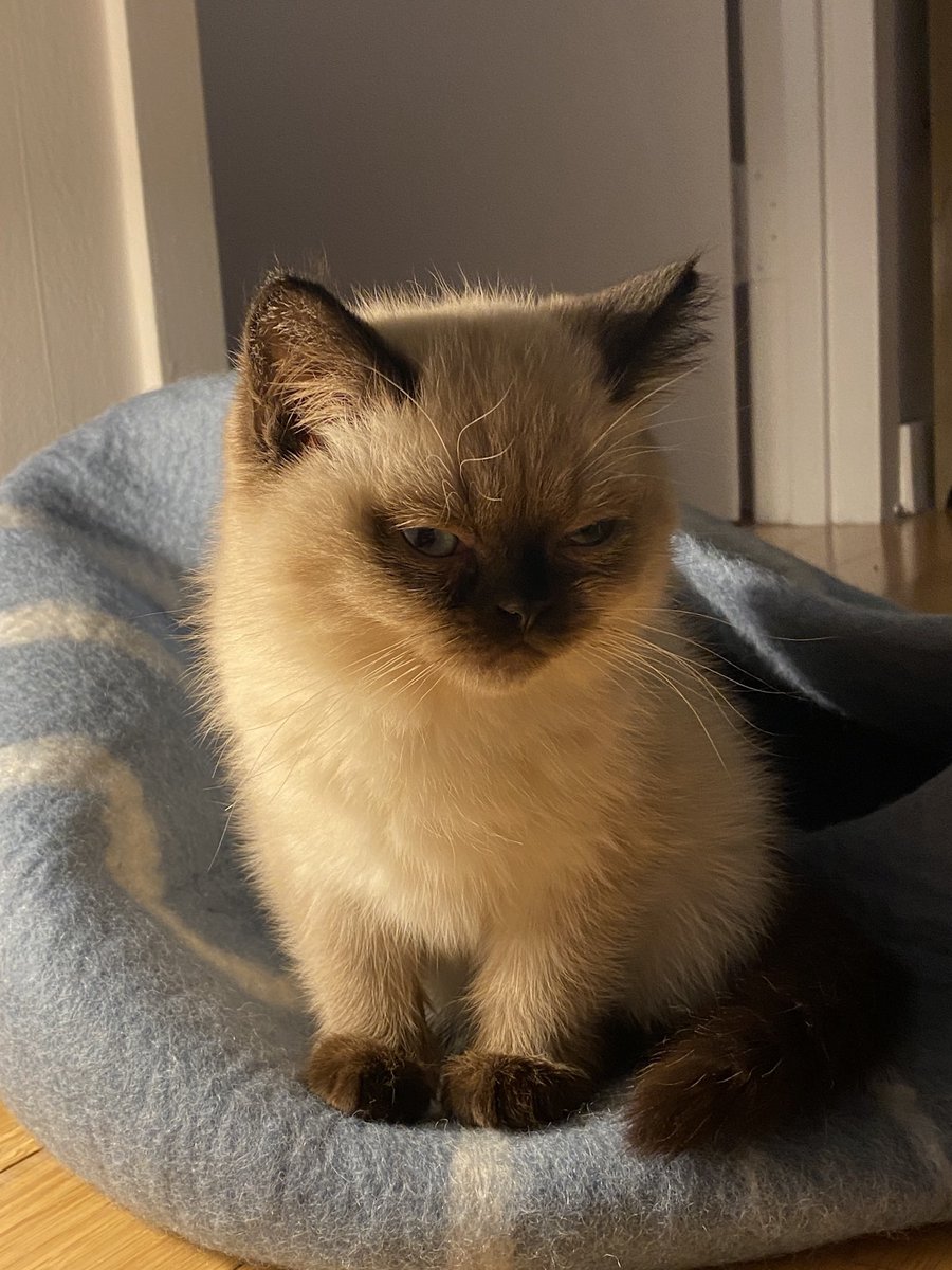 ______4L5's tweet photo. Look at this cat I used to babysit https://t.co/HcslFQ3MPG