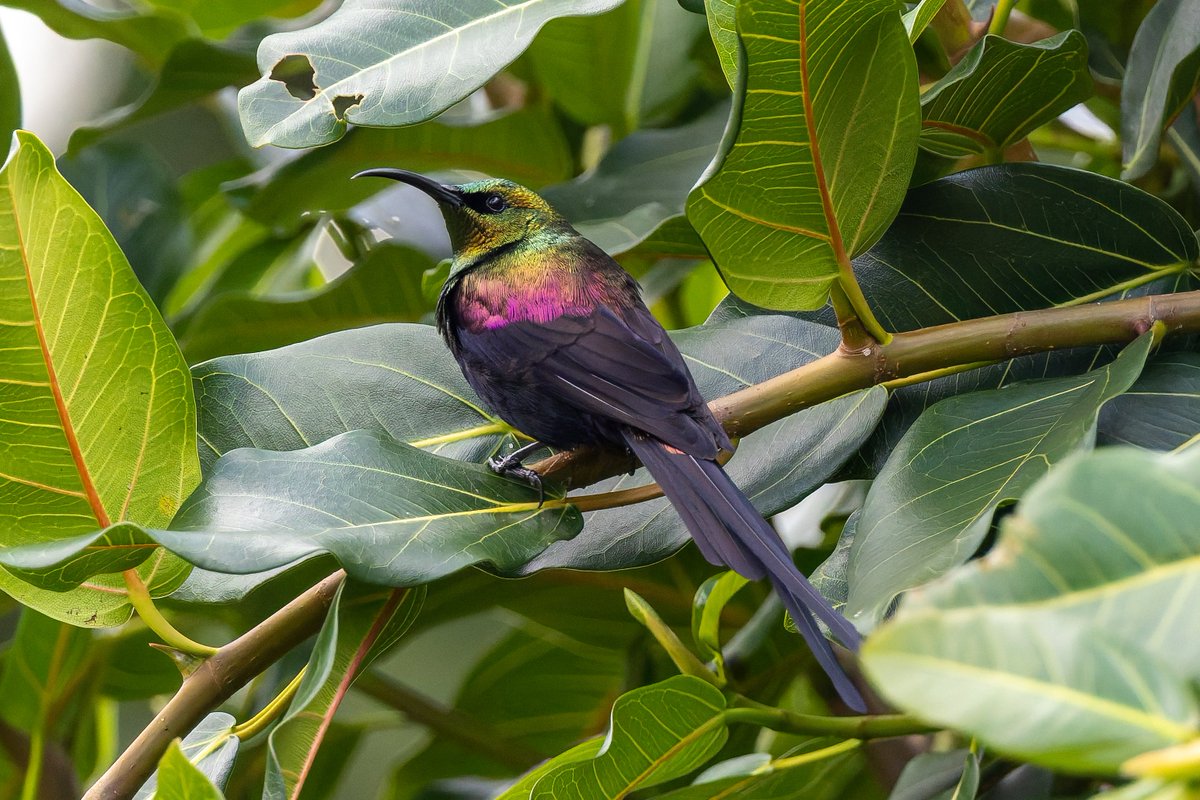 LewisStuff's tweet photo. Tacazze Sunbird (male) from Mount Kenya, a stunning species when seen in good light: https://t.co/1i9NTBgJJK