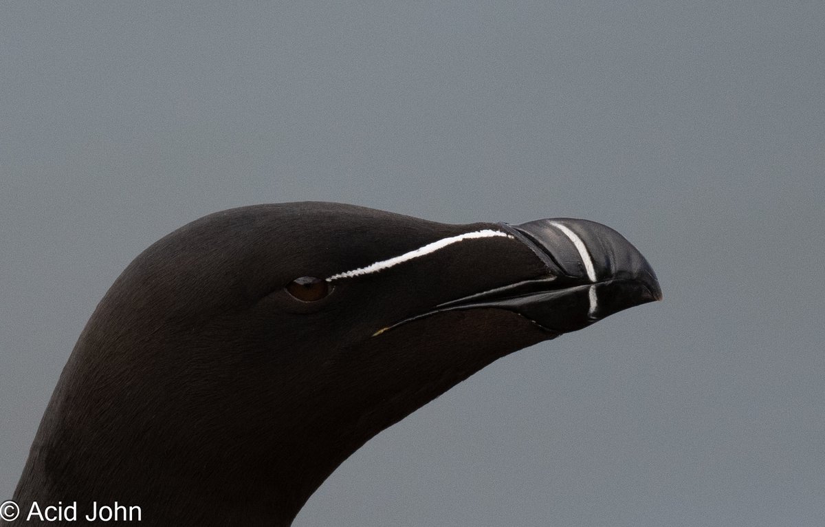 JohnAcid's tweet photo. Bempton Sunday, just look at those delicate white highlights to the Razorbill. https://t.co/tSnRrqN8QX