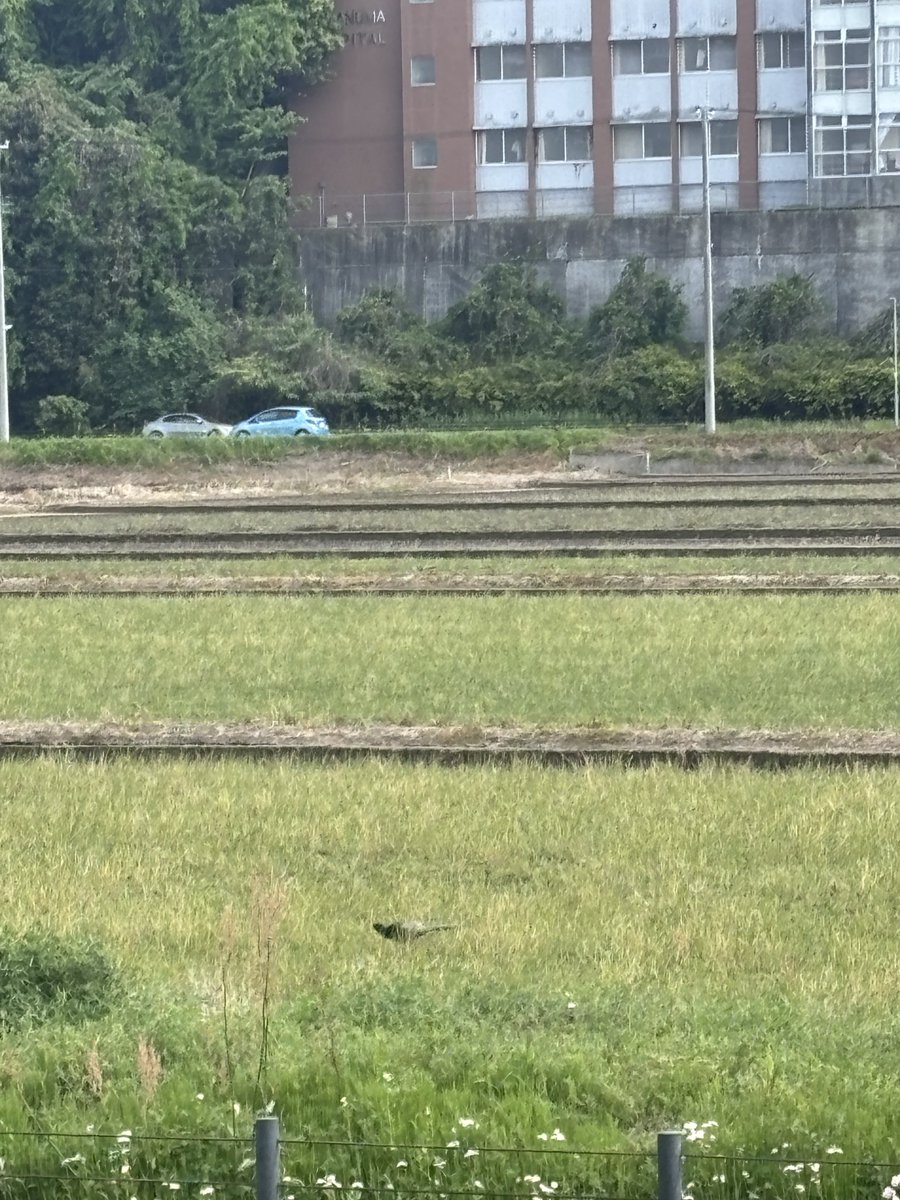 birdigmix's tweet photo. 手賀沼でとりあえずキジのオスを見ましたね（スマホの限界）
歩いてる方向が一緒だったからしばらく並走。 https://t.co/lyvu4fq0JO