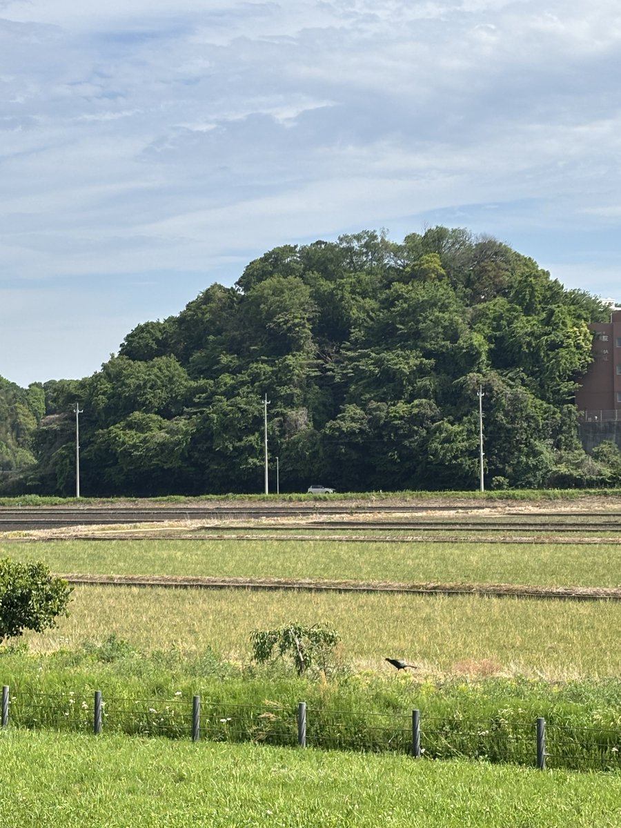 birdigmix's tweet photo. 手賀沼でとりあえずキジのオスを見ましたね（スマホの限界）
歩いてる方向が一緒だったからしばらく並走。 https://t.co/lyvu4fq0JO