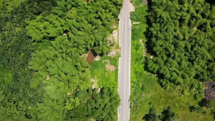 SIKAOFFICIAL1's tweet photo. Fodome Bamboo Grove, Fodome, Volta Region❤️🇬🇭

[📸: The Heritage Chronicle] https://t.co/fgcpoC4Mu0