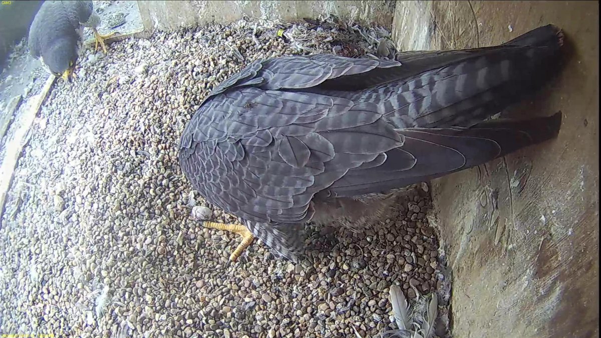 FaBPeregrines's tweet photo. Still no news of ZNT. But things are progressing between Azina and Odin. For the first time today he's joined her in the box for a courtship display. Admittedly it's only at the entrance but it's a start. https://t.co/CN9jnZMt9c