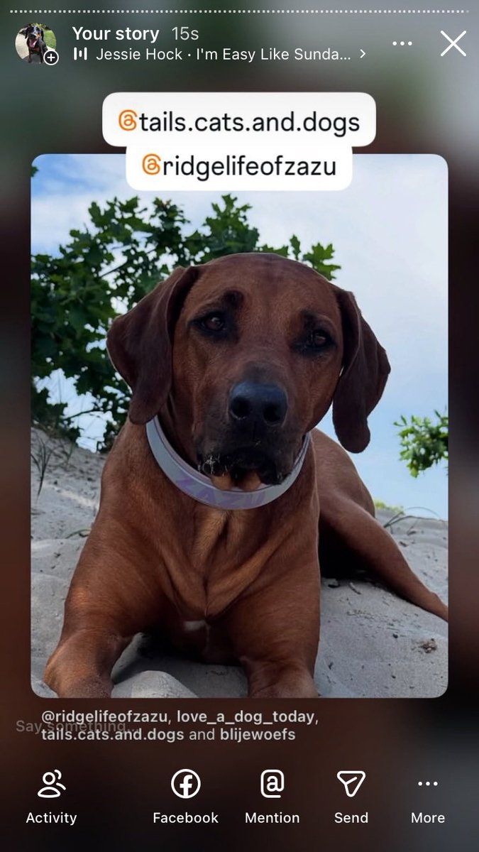 Anman248's tweet photo. Today’s friends 

Follow on IG @love_a_dogtoday and @love_a_dog_today for the complete posts and profiles of these pups
.................
#dog #dogs  #loveadogtoday #loveadogday  #doglove #dogsoftwitter #twitterdogs #twitterdog https://t.co/E69vhiQWB2