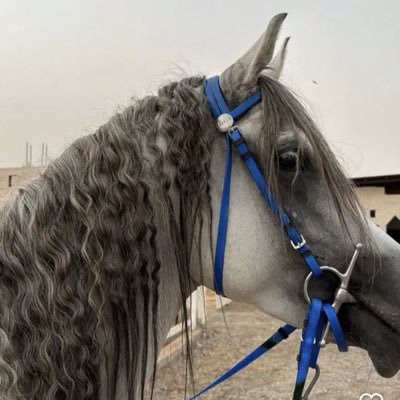 farah5052's tweet photo. #صورة_جديدة_للملف_الشخصي https://t.co/TjgfurMcI5