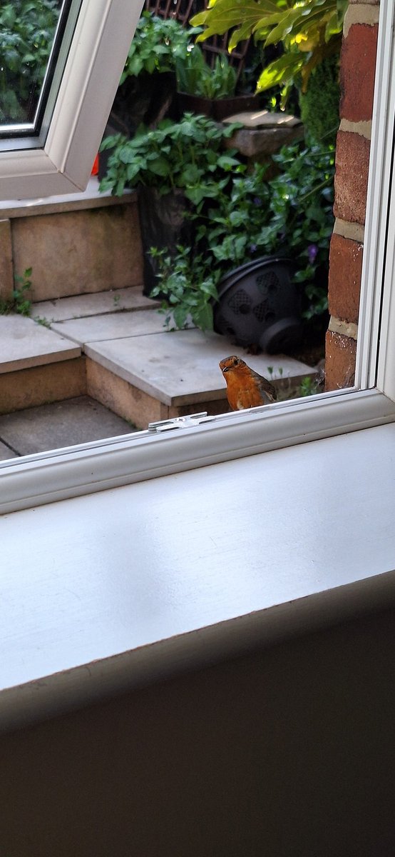 helendrinkstea's tweet photo. Evening all. Clyde the Robin was very keen to get breakfast at the weekend 😂 #SmallBeautiesHour #BecauseofClem #ThreadofGold #RubbishBirdPics https://t.co/hH9Qn3KCE8
