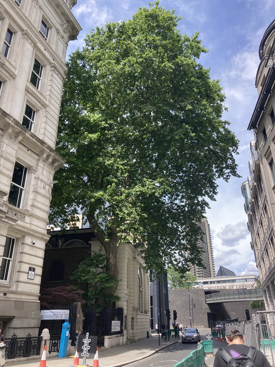 TheKentAcorn's tweet photo. A massive London Plane chilling in St Martin’s Le-Grand

A familiar tree in Central London as used extensively in the expansion of London in the 18th century for its ability to thrive in urban soils

Also a leading cause of spring hay fever triggering the ‘Chelsea Cough’ https://t.co/17hYkPX0fv