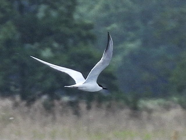 WrightsonAlan's tweet photo. A quick 2 hour Dash from North Norfolk today to @RSPBMinsmere to see Mega Rare Gull Billed Tern,
A UK✅ for me. 1/6/2026.
Nikon P950. https://t.co/gvNI6LgGhW