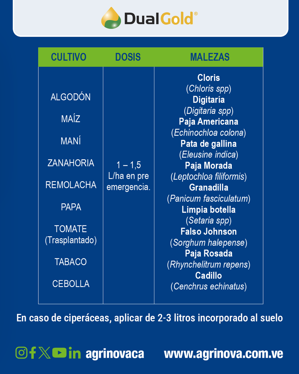 agrinova's tweet photo. ¿Malezas robando agua y luz a tus cultivos? Frena el problema desde el primer día.

DUAL GOLD® te da control preemergente prolongado y alta selectividad sin dañar tu lote. Menos aplicaciones, más rendimiento. 💰

📩 ¡Escríbenos y optimiza tu campaña hoy! https://t.co/oxfVSNvZIx