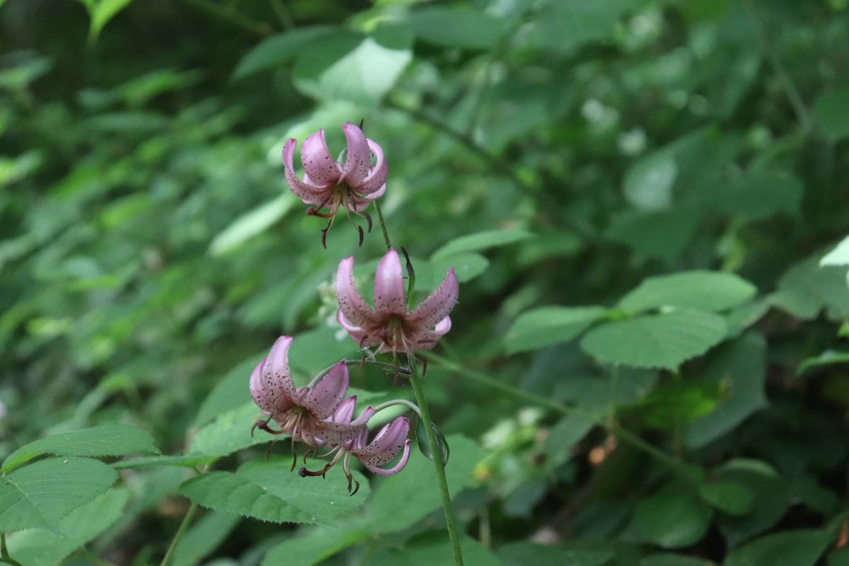 phanphan38's tweet photo. Mon escapade s'est rendu sur un site .
Une flore débute son éclosion.
Cette fleur emérge aux bords des sentiers.
Ce bouquet est protégé avec sa rareté.
Cette merveille est prénommée " LIS MARTAGON" ... https://t.co/Afzk71kpuH
