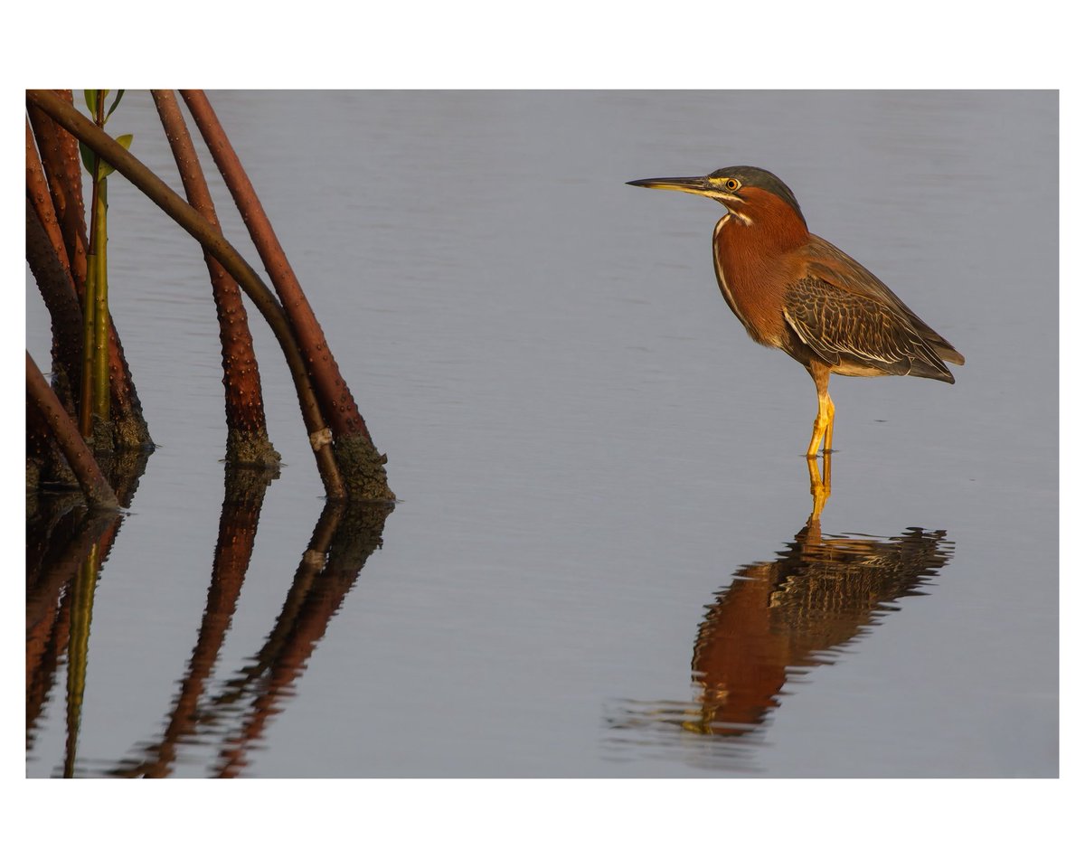 drfhowley's tweet photo. Cobre y jade, 

medita en raíces,

Espejo quiebra.

En un manglar en montecristi buscando otra especie este cra-cra apareció y se posó con absoluta tranquilidad. Permaneció inmóvil entre las raíces, como si meditara sobre el agua y sus reflejos, ajeno a nuestra presencia. https://t.co/HhM35mFIVB