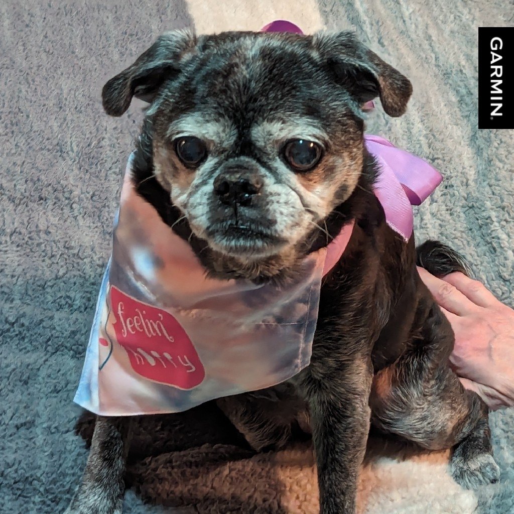 PugnatiousG's tweet photo. "Be like the sky. Let the storms pass through. Do not become the storm." - Rumi

A peaceful mind is not a mind wifout thoughts it is a mind dat recognizes it is da sky and not da passing clouds.

On dis #MindfulMonday I is encouraging you to enjoy your precious life. I is wanting to tell you dat I love you just as you is. Shower your loving thoughts wif da light of your attention and let da others fade away and dey won't take root! Wifin you is a wonderful source of Light and Love! You is Loved and you is love!

Happy Monday. Love Angel Puggie 😇 

#PuggieForever #TikiMyHeart #NinaAngel #KindHeartedCookie
#BelovedPhoenix #LovelyLucy
#AngelsForeverLoved