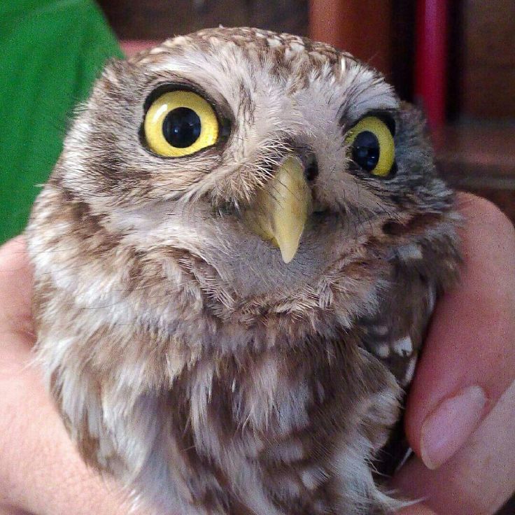 Owl tweet media