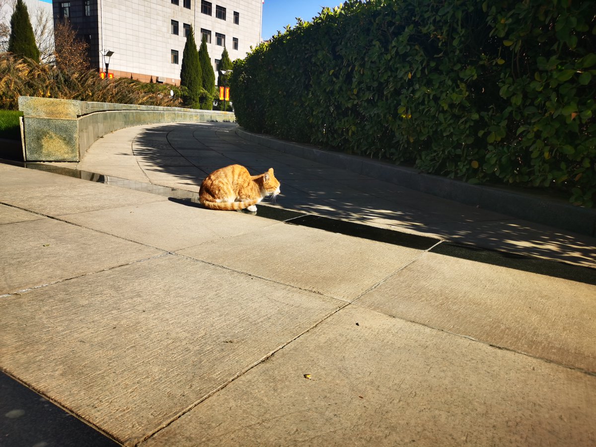 ricardo99123363's tweet photo. A quiet moment on the city side street—warm evening light, old brick walls, and a stray cat napping right in the middle of the sidewalk ， https://t.co/BtM9ww5yFf