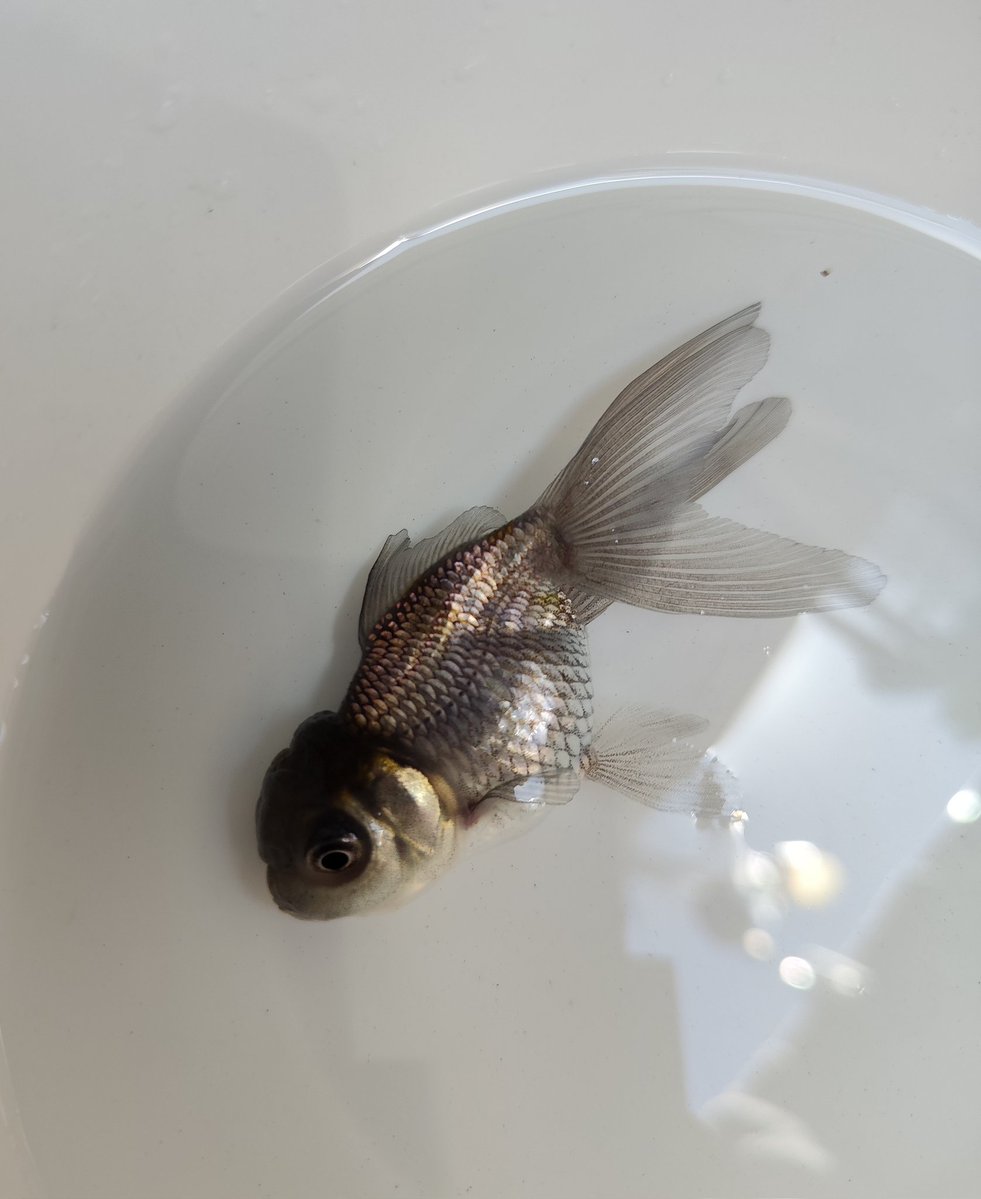 ベランダ金魚野郎。 tweet media