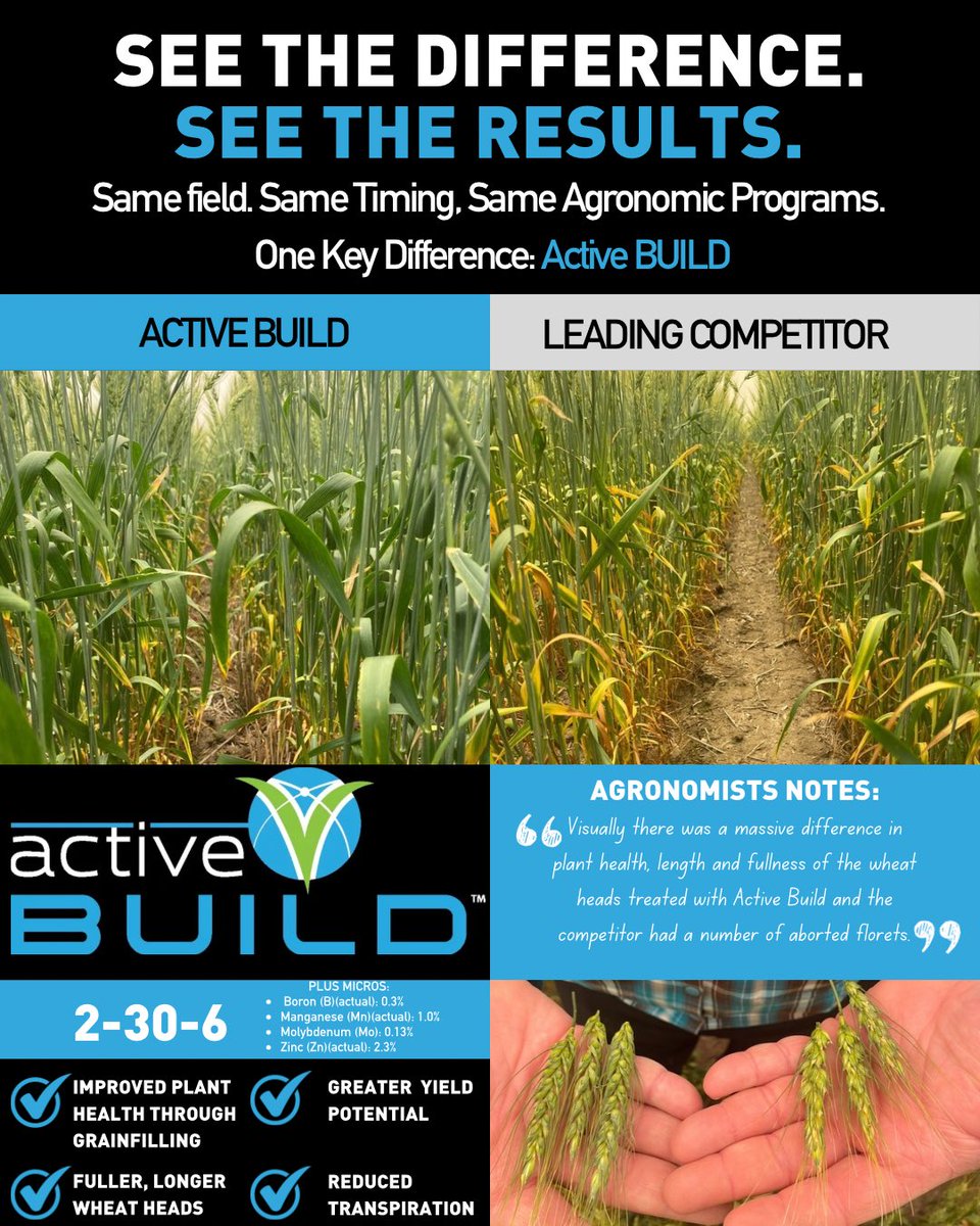 TaurusAgTeam's tweet photo. Healthy plants handle stress better.

Every stress event, whether it’s heat, drought, herbicide applications, or environmental extremes, triggers the production of Reactive Oxygen Species (ROS) inside the plant. When ROS levels become too high, they damage cell membranes, chlorophyll, and the plant’s ability to efficiently produce energy.

The plant’s natural defense system relies on enzymes like Superoxide Dismutase (SOD) to neutralize these harmful compounds before they cause lasting damage.

When nutrition is limited, the plant spends more time fighting stress and less time building yield.

In this growers field comparison, wheat treated with Active BUILD maintained better plant health, fuller heads, and reduced floret abortion compared to a leading competitor. 

Supporting plant nutrition during reproductive growth helps the crop manage oxidative stress, maintain photosynthetic activity, and direct more energy toward grain production.

Healthier plants. 
Better stress tolerance. 
Greater yield potential.

#ActiveBUILD #PlantFertility #Wheat #Agronomy #FoliarFertility