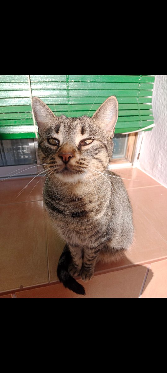 amparogl7's tweet photo. Gata. https://t.co/p37KZ1hwfV