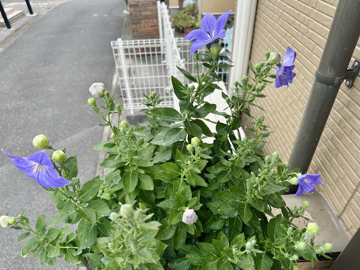 おはようございます。 昨日で大仕事が一時的に落ち着きました。 桔梗