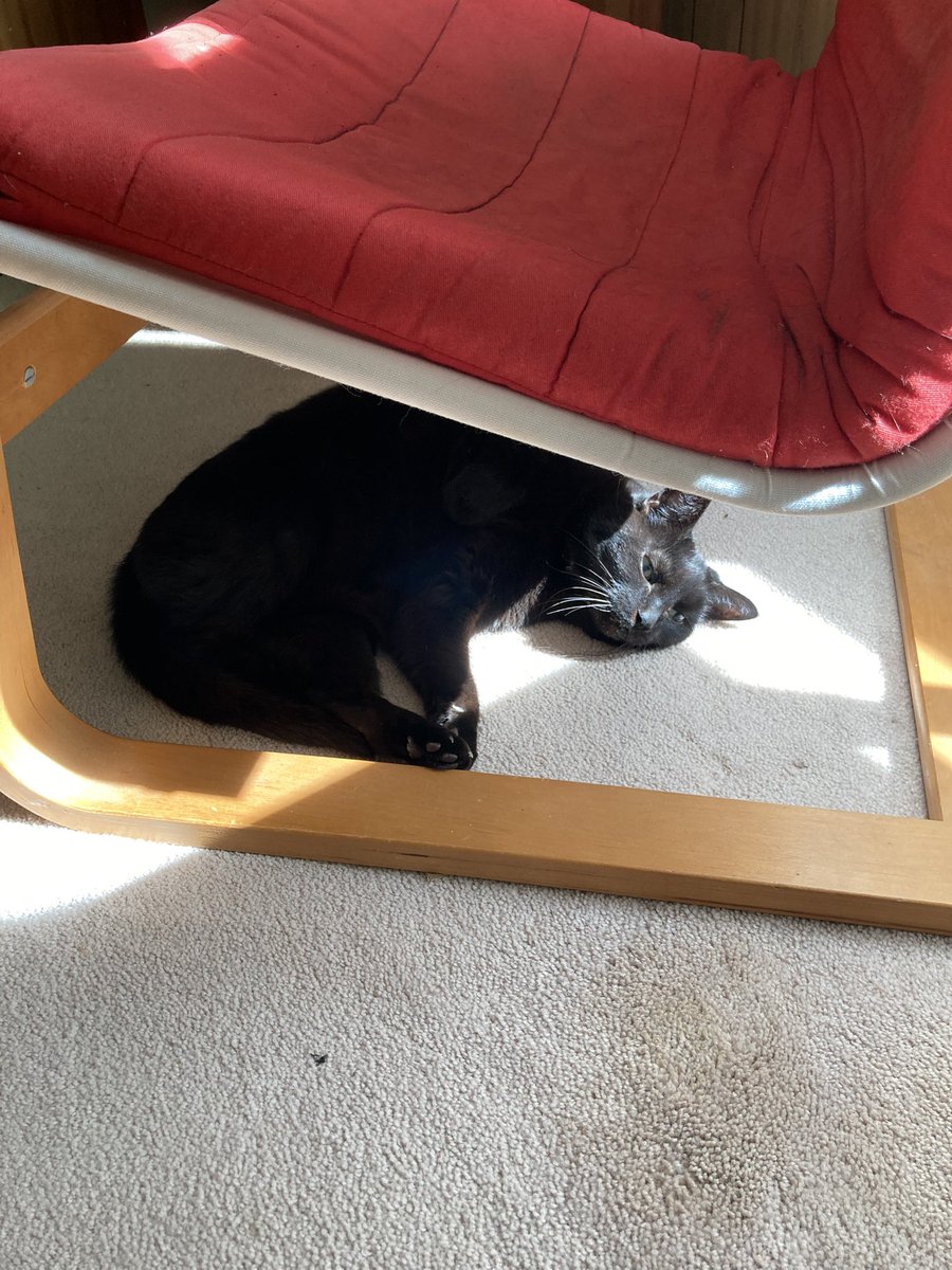 fogterror's tweet photo. She used to love sunbeams so much but the apartment we lived in for 8 years got No sun and now our new place is filled with it and she’s so happy…I will cry T_T https://t.co/CXH2zRVJGj