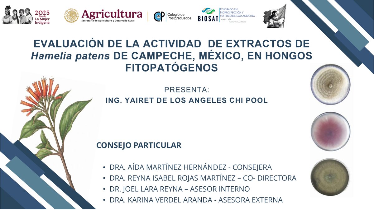 CP_Campeche's tweet photo. Invitación al Seminario de Investigación BIOSAT - Campus Campeche

Fecha: 02 de junio / 11:30 hrs.
Alumnos y académicos: auditorio "Dr. Everardo Aceves Navarro"

Zoom: https://t.co/tq5Fd5vVGO

¡Acompaña a nuestros alumnos y académicos en este ejercicio de difusión científica! https://t.co/Cv7cPok5f0