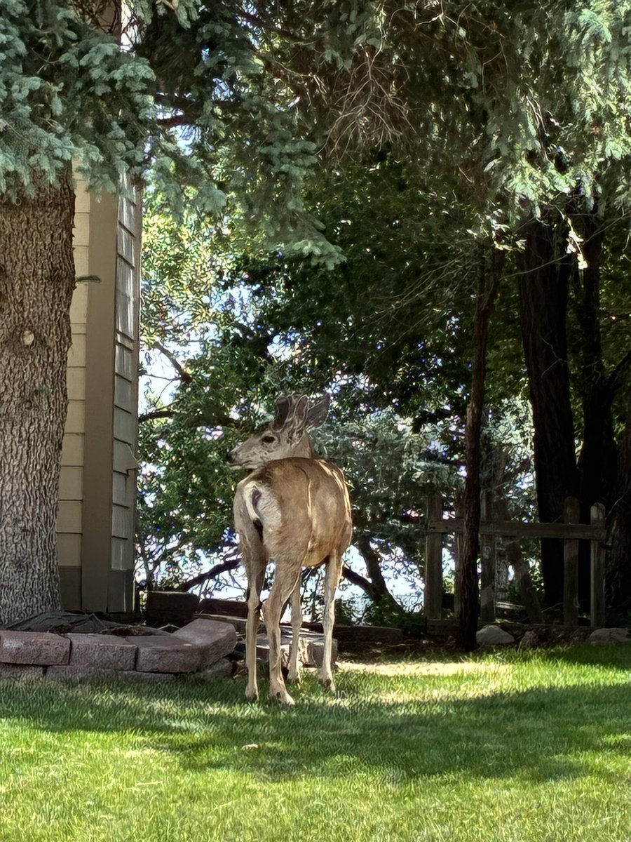 TripleStan's tweet photo. Plus a deer w fuzzy baby antlers 🥺 https://t.co/4kGlpXDdr1