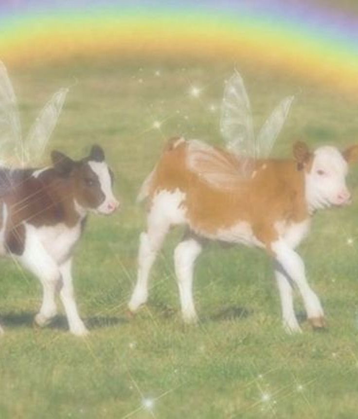 cow tweet media