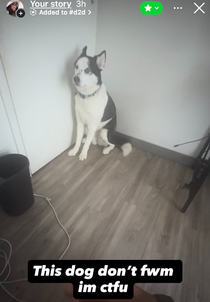 neverafoe's tweet photo. How tf is this dog more awkward than me bro 😭😭😭 https://t.co/UpvSDtsXOc