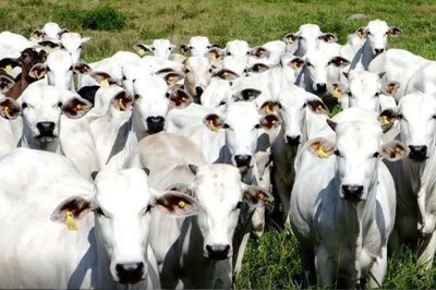 MPF_PGR's tweet photo. Junho Ambiental: MPF debate estratégias para ampliar adesão de empresas a protocolo de fornecedores de gado no Cerrado

➡️ Saiba mais: https://t.co/jCt2yV24bX https://t.co/tZNNA2LFBx