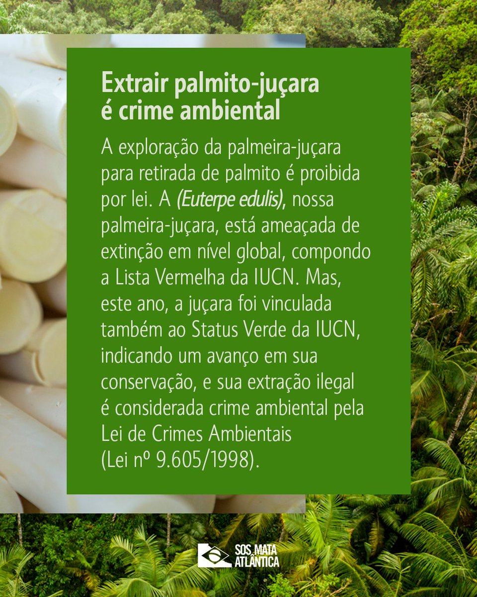 sosma's tweet photo. A palmeira-juçara é uma das espécies mais importantes da Mata Atlântica e também uma das mais ameaçadas. Diferente de outras palmeiras, ela morre após o corte para extração do palmito. Proteger a juçara é proteger a biodiversidade e o futuro da floresta. https://t.co/x7xrei9OG4