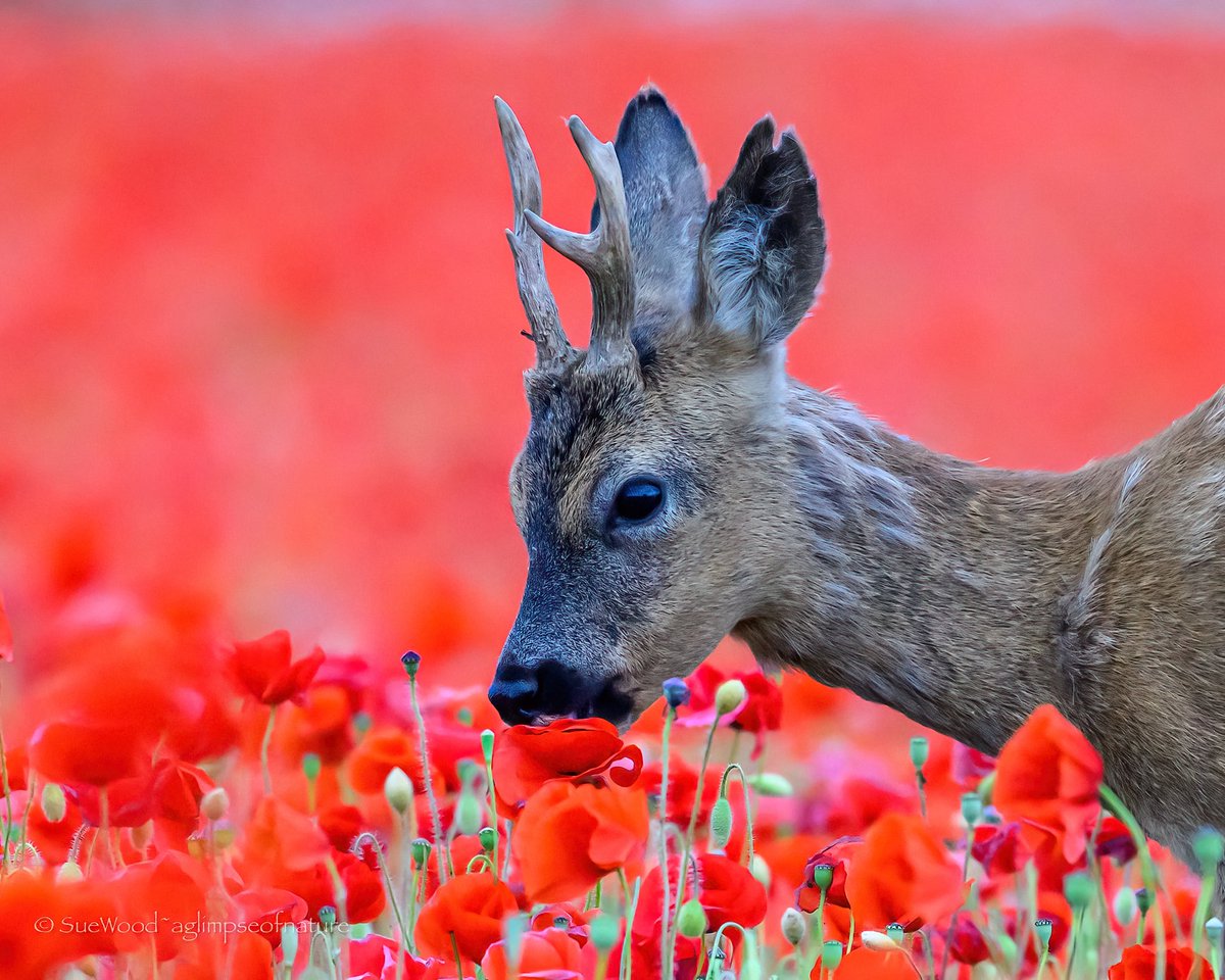 SW_PhotoNature's tweet photo. He munched his way through the poppies just like my 21 month old granddaughter munches her way through strawberries 🍓 🥰 https://t.co/itv3QsFLTD